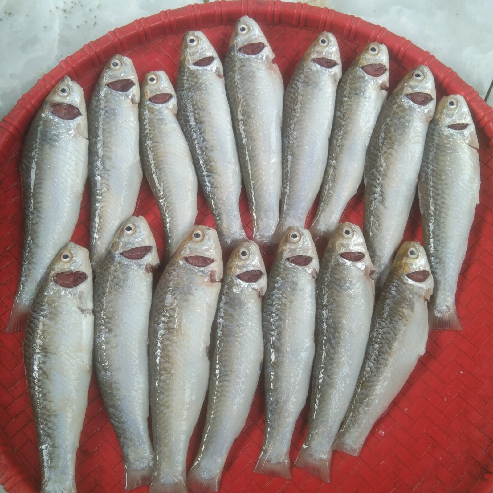 Farmed Bata Fish(Ready-to-Cook)