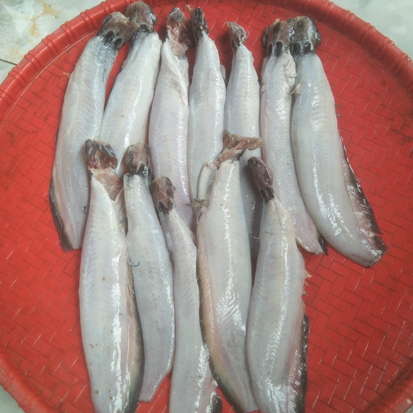 Farmed Shing Fish(Ready-to-Cook)