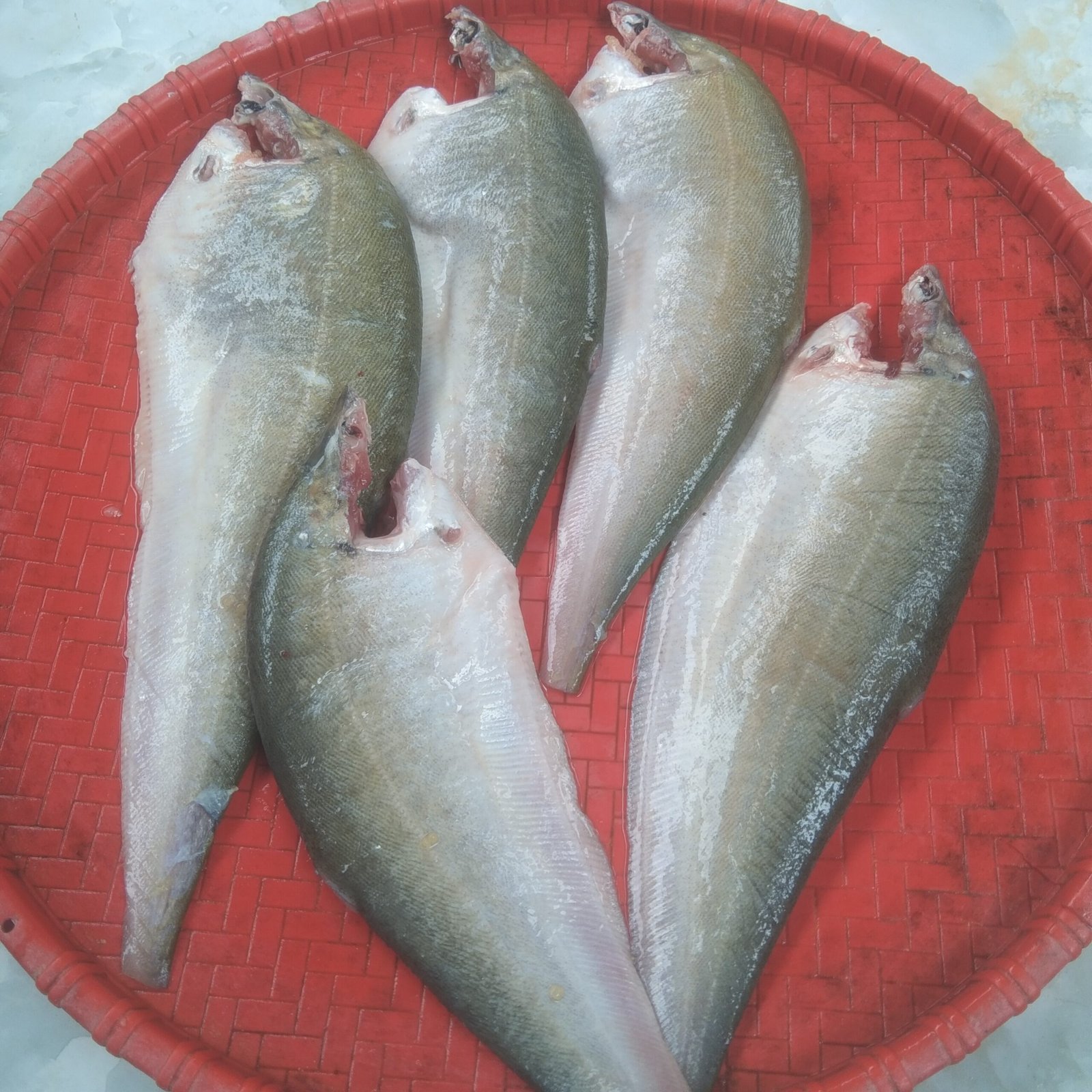 River Foli(Ready-to-Cook)