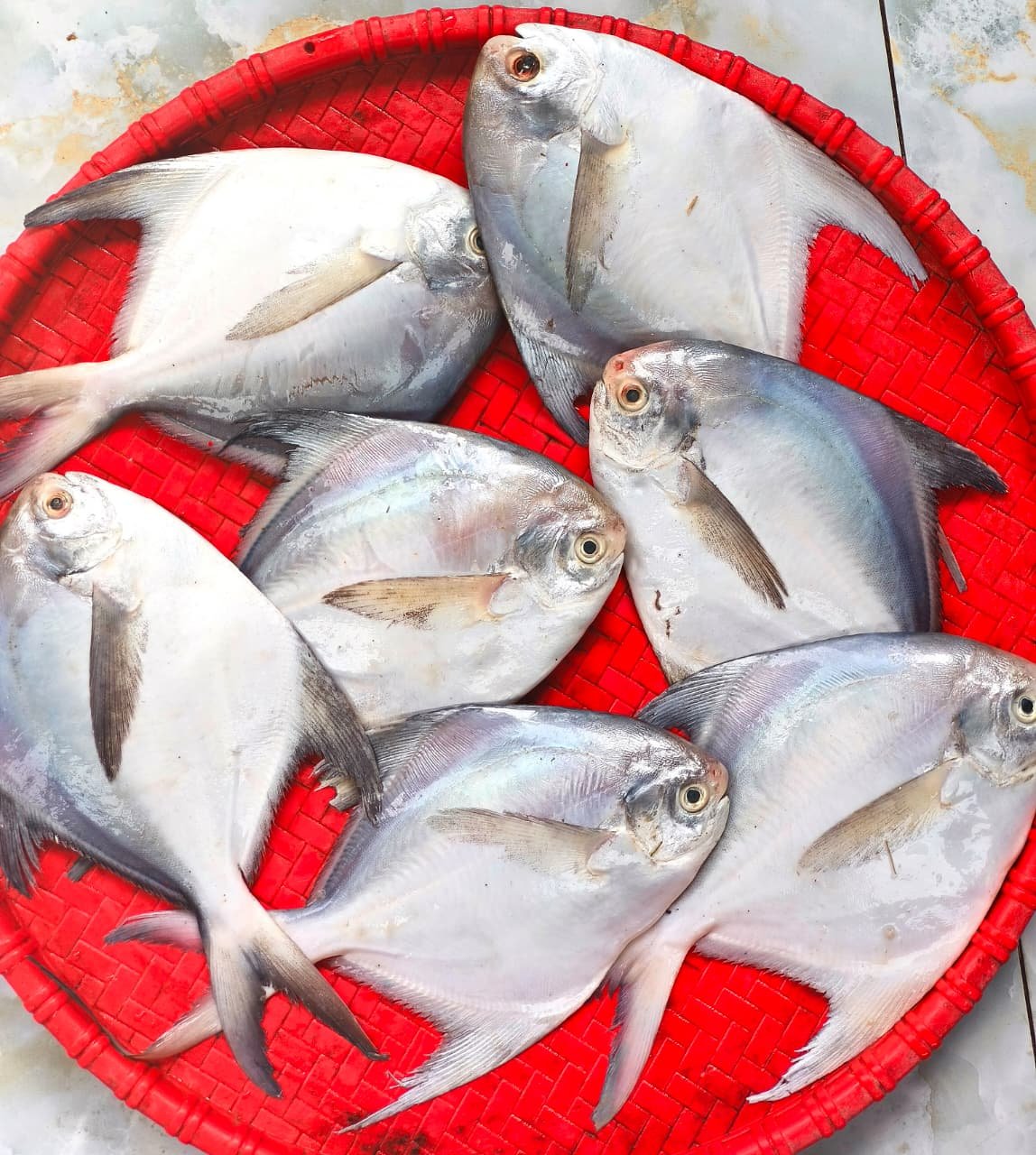 Pomfret 6-7pcs(Ready-to-Cook) - Image 2