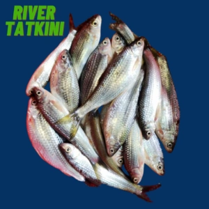 Fresh river Tatkini fish for traditional Bengali cooking, available at Todayvally