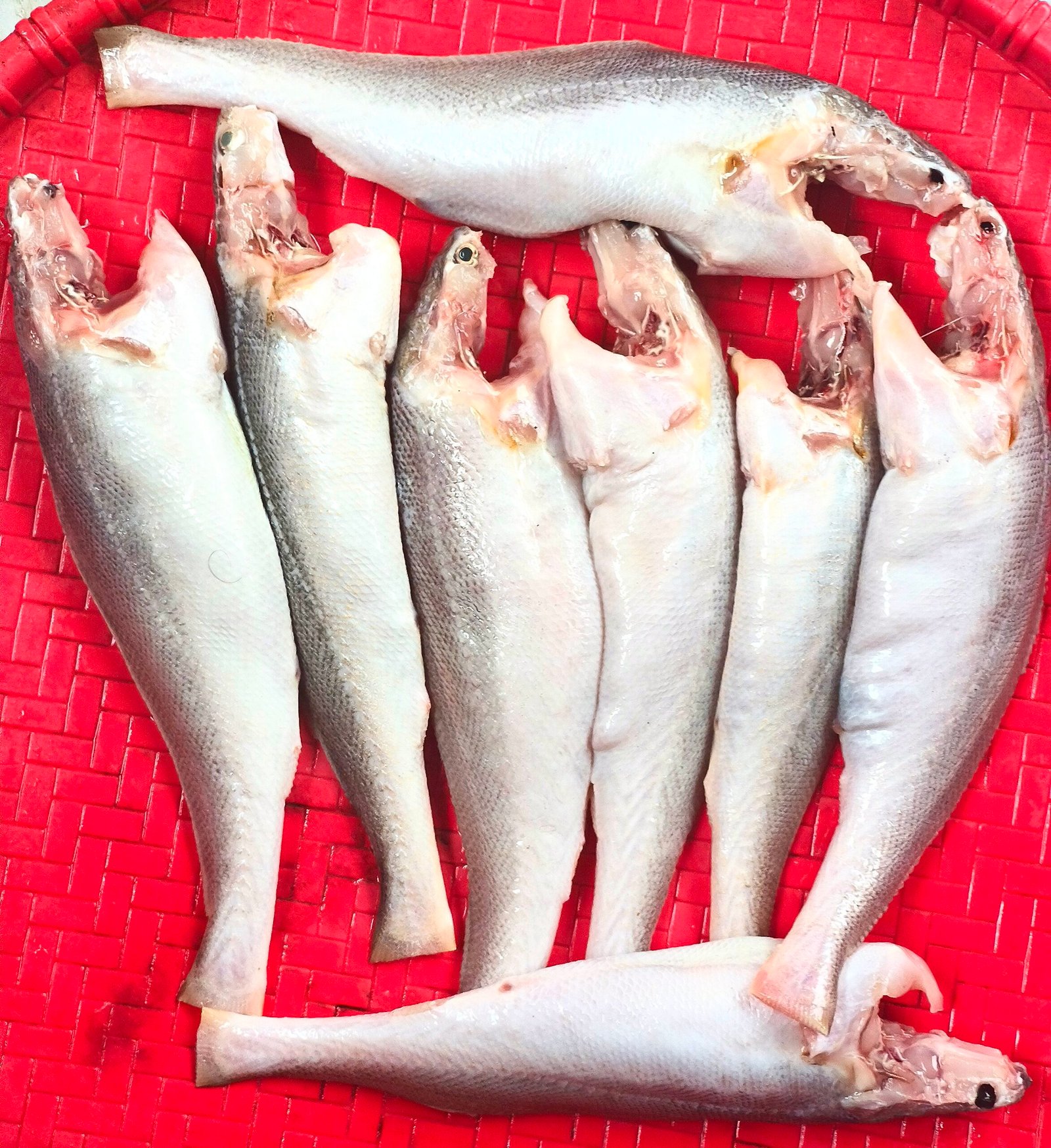 River Powa (Ready-to-Cook)
