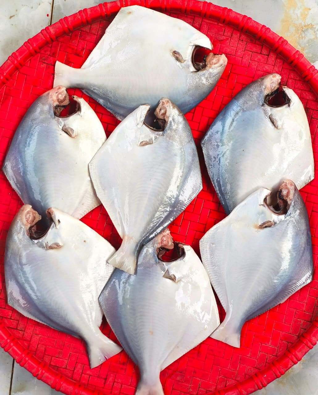 Pomfret 6-7pcs(Ready-to-Cook)