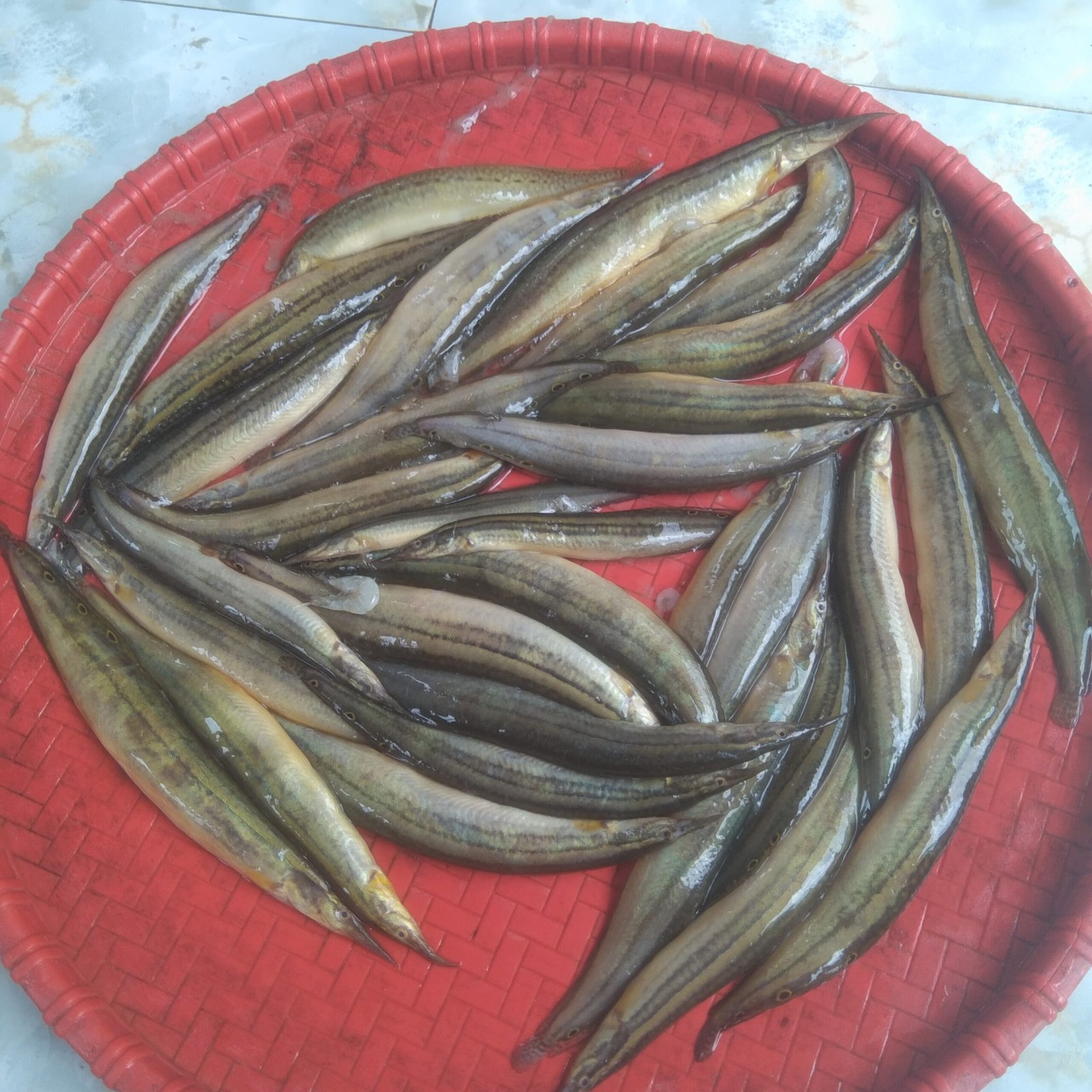 Star Baim Medium Size (Ready-to-Cook) - Image 2