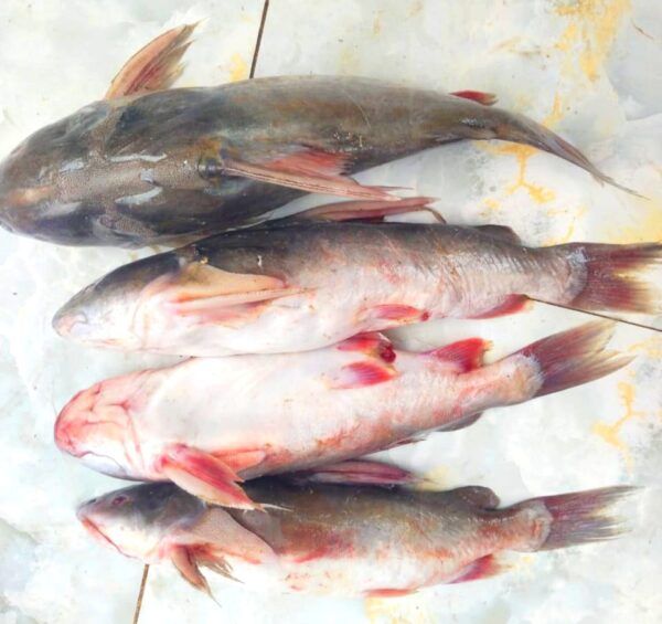 River Ritha Fish