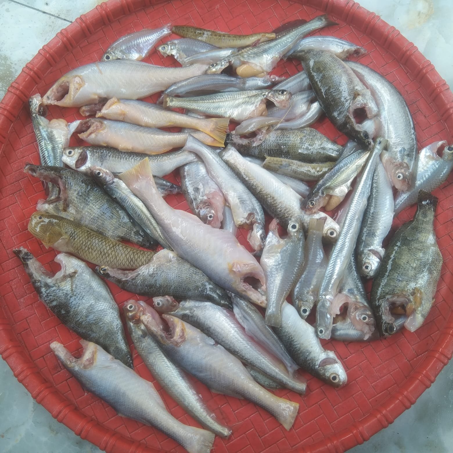 River Mixed Fish(Ready-to-Cook)