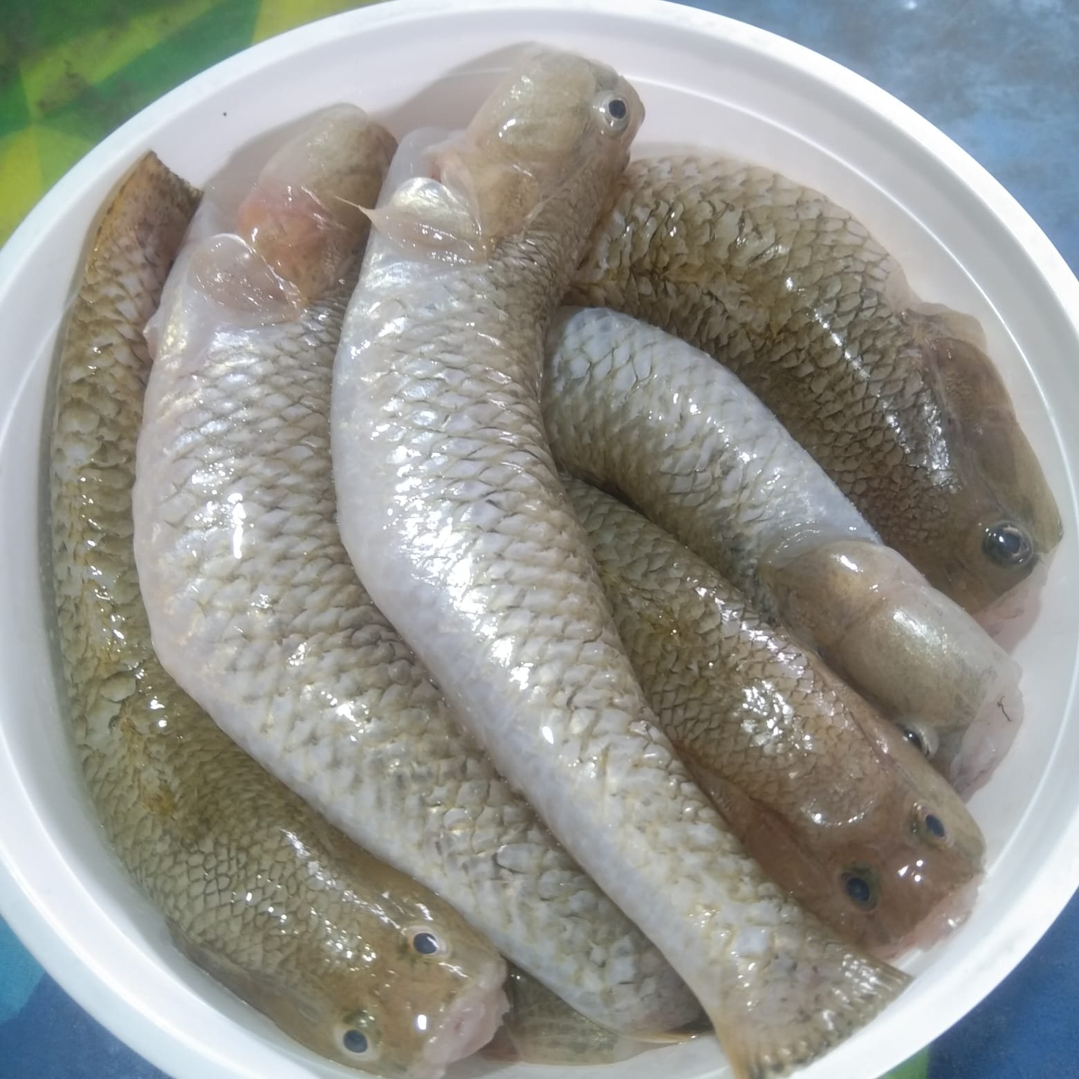 River Bele Fish 16-20pcs(Ready-to-Cook)