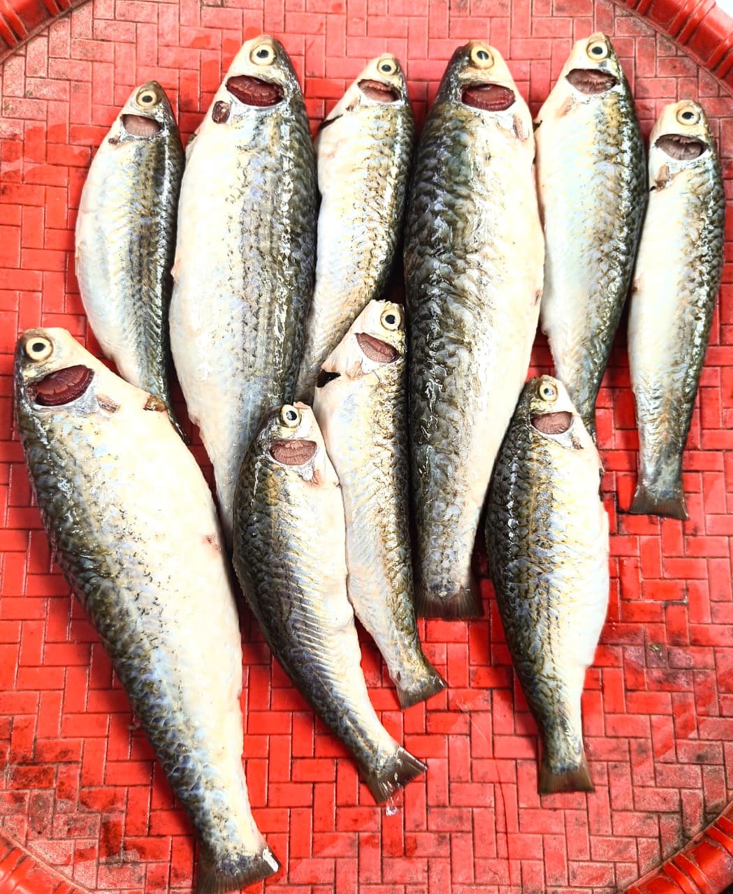 River Tatkini(Ready-to-Cook)