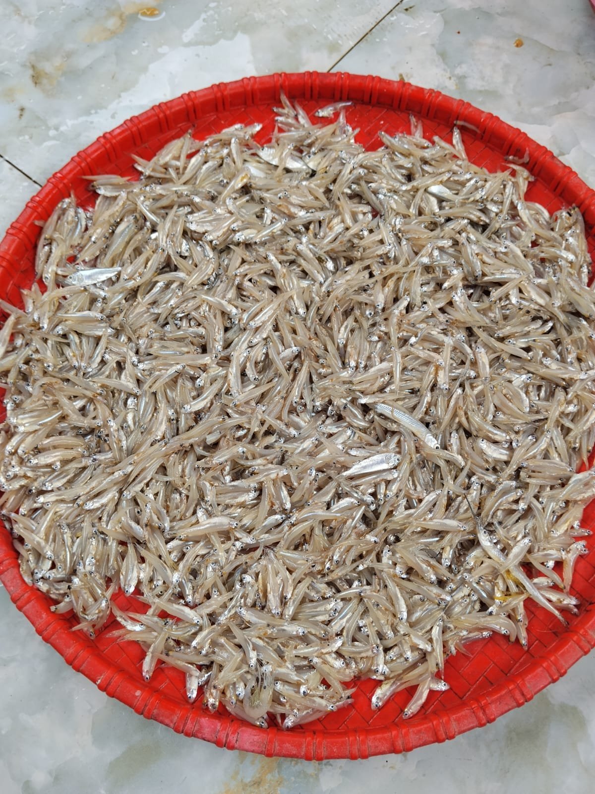 Kachki Fish Regular(Ready-to-Cook)