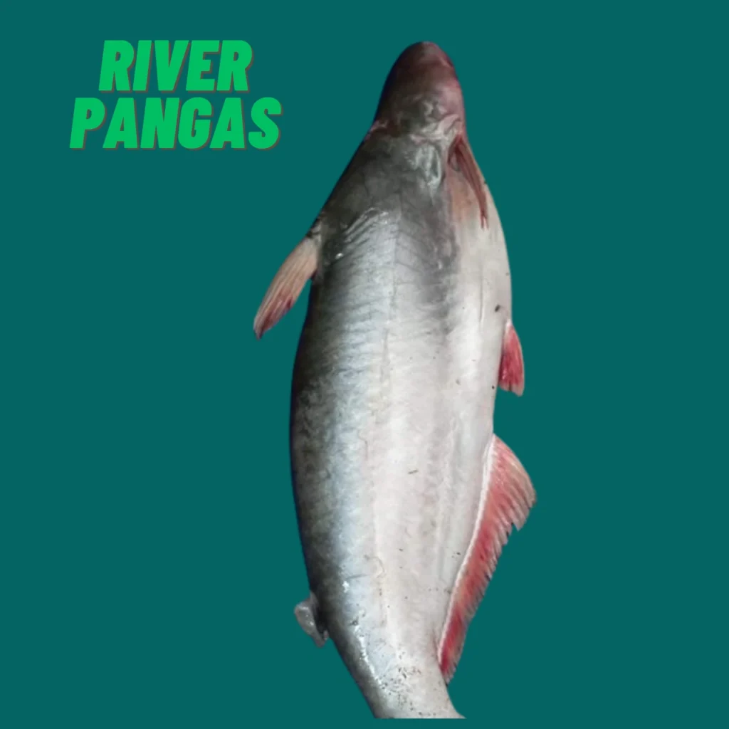 Fresh river pangas fish for traditional cooking, available at Todayvally