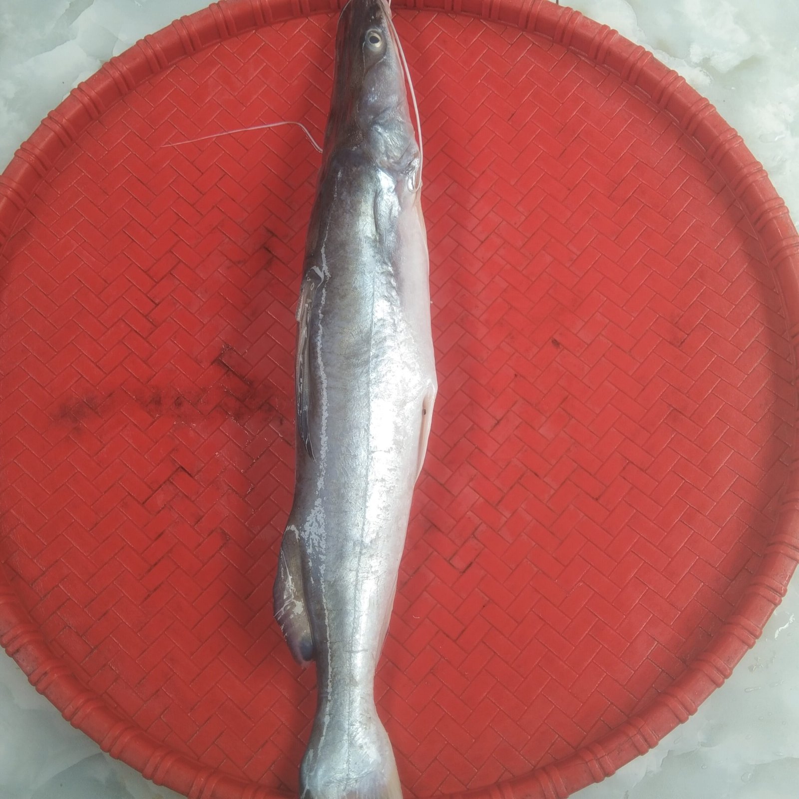 River Aeer Fish(1pcs 500gm). - Image 3
