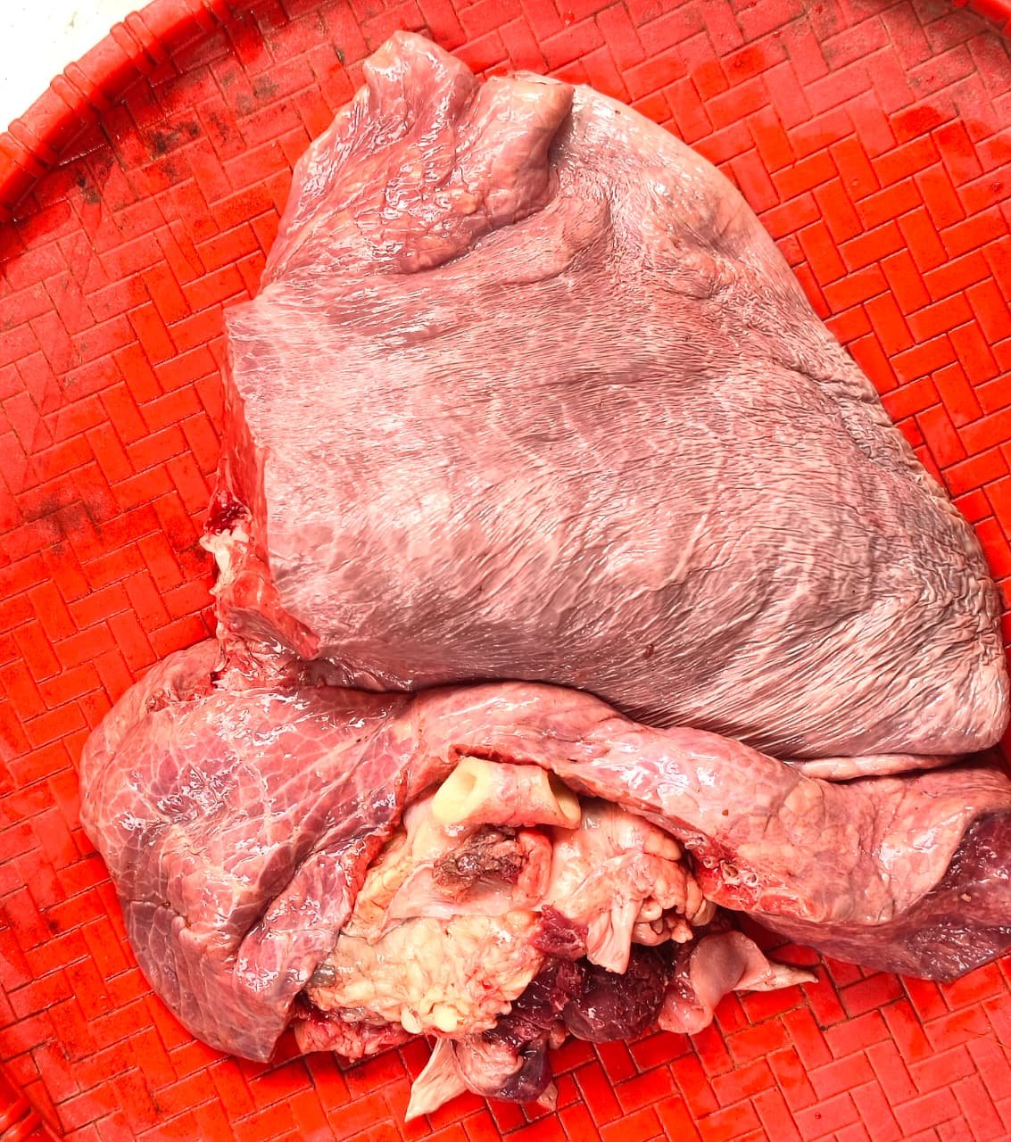 Beef Lungs