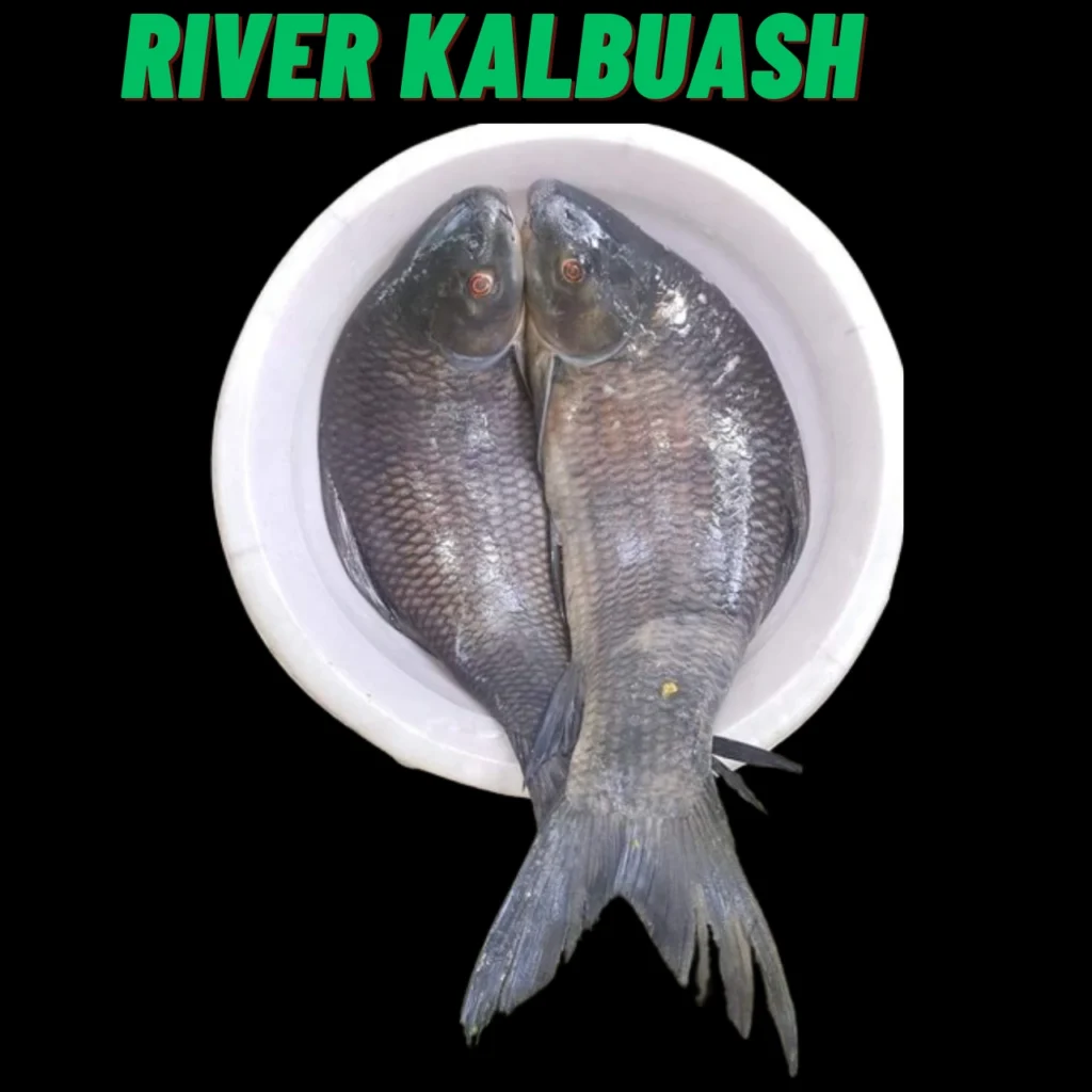 Fresh river Kalbaush fish for traditional Bengali cooking, available at Todayvally