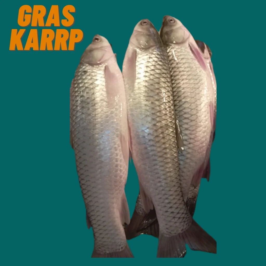 Fresh grass carp fish for traditional cooking, available at Todayvally