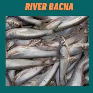 Fresh river Bacha fish for traditional Bengali cooking, available at Todayvally