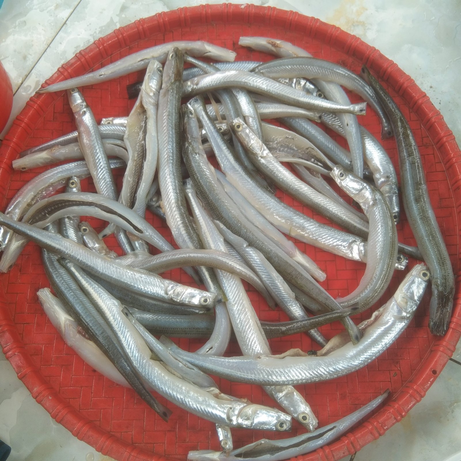 Kaikka Fish(Ready-to-Cook)