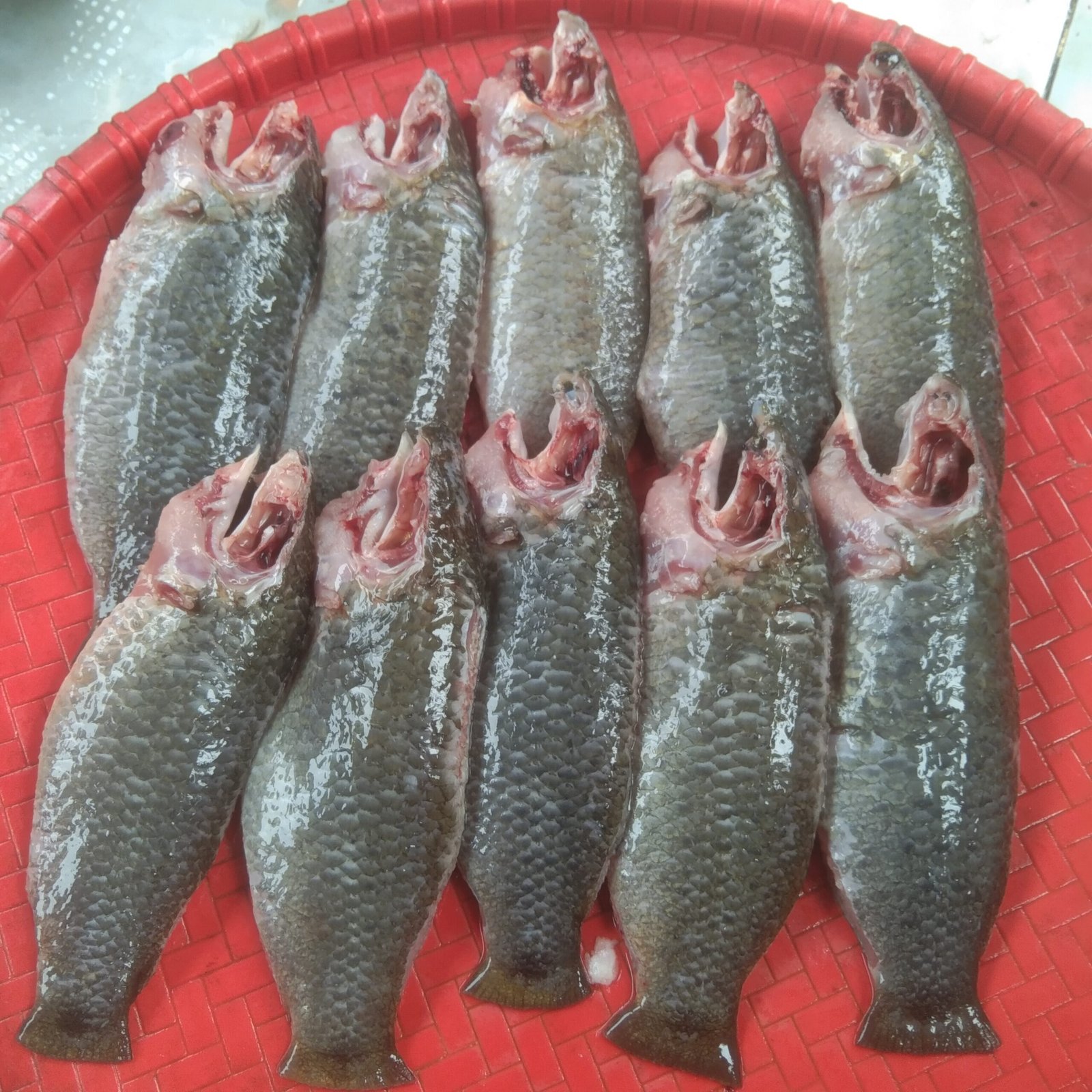 Farmed Koi Fish (Ready To Cook).