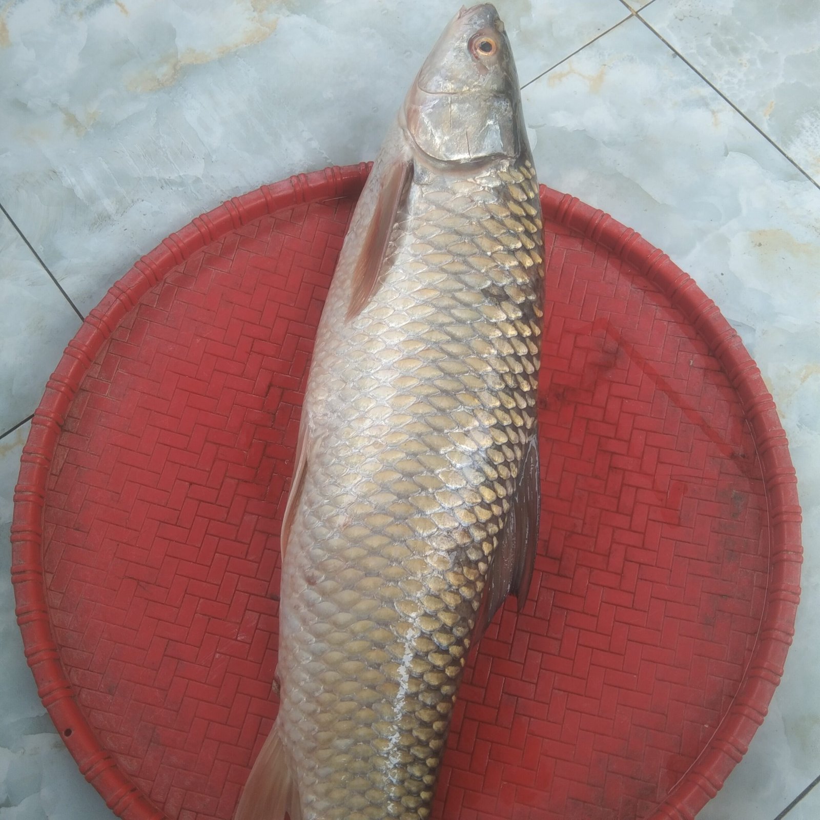 Mrigel Fish (1.5kg).