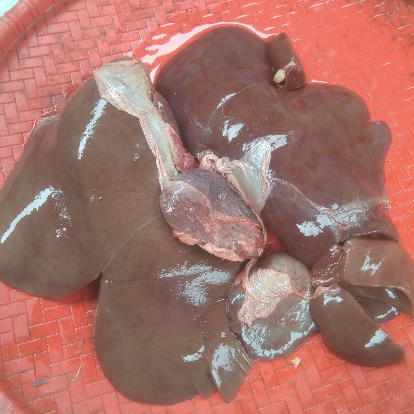 Mutton Liver Solid