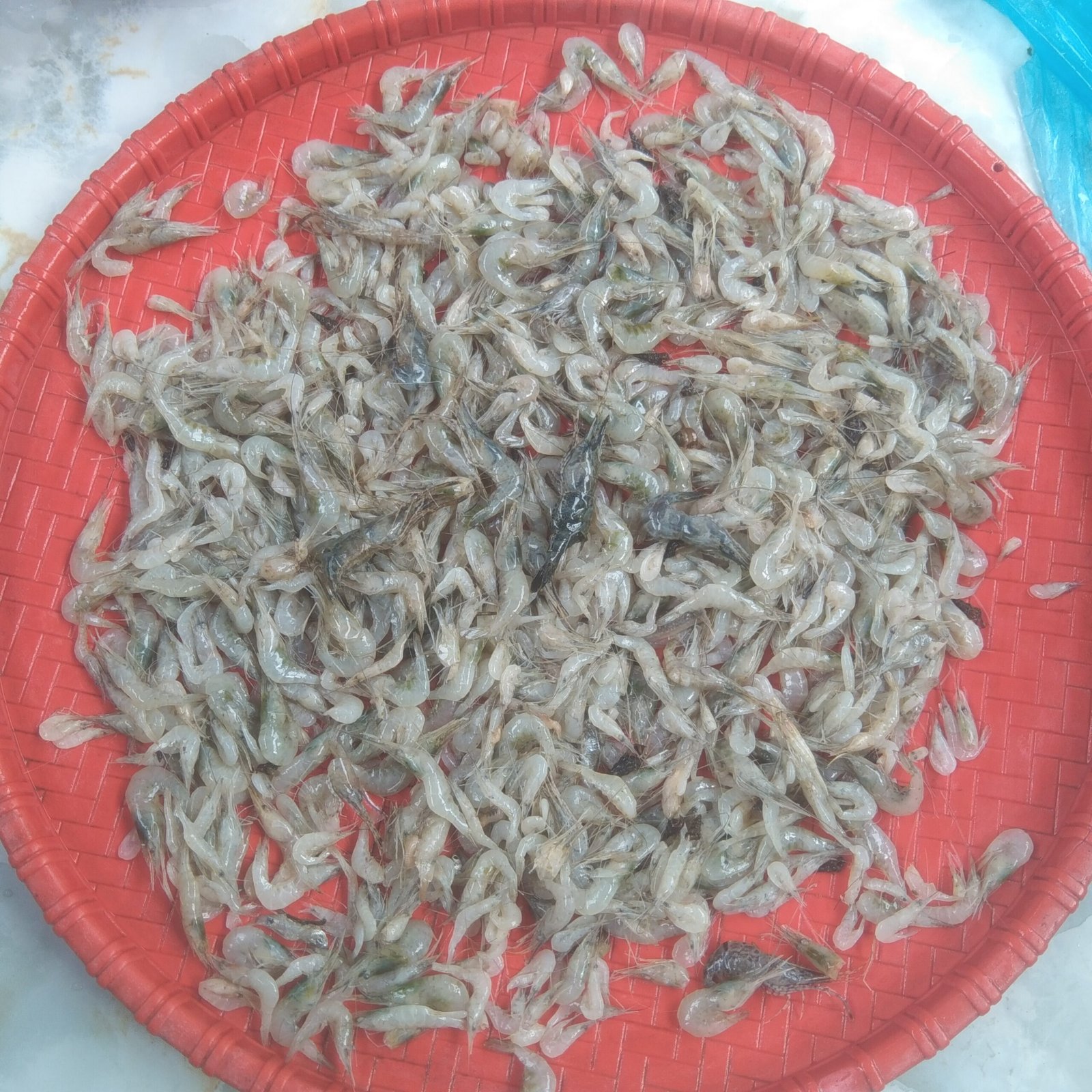 Deshi Sobji Chingri(Ready-to-Cook) - Image 2
