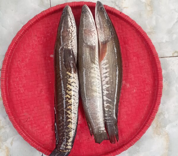 Deshi Shol Fish 3pcs 1kg(Ready-to-Cook)
