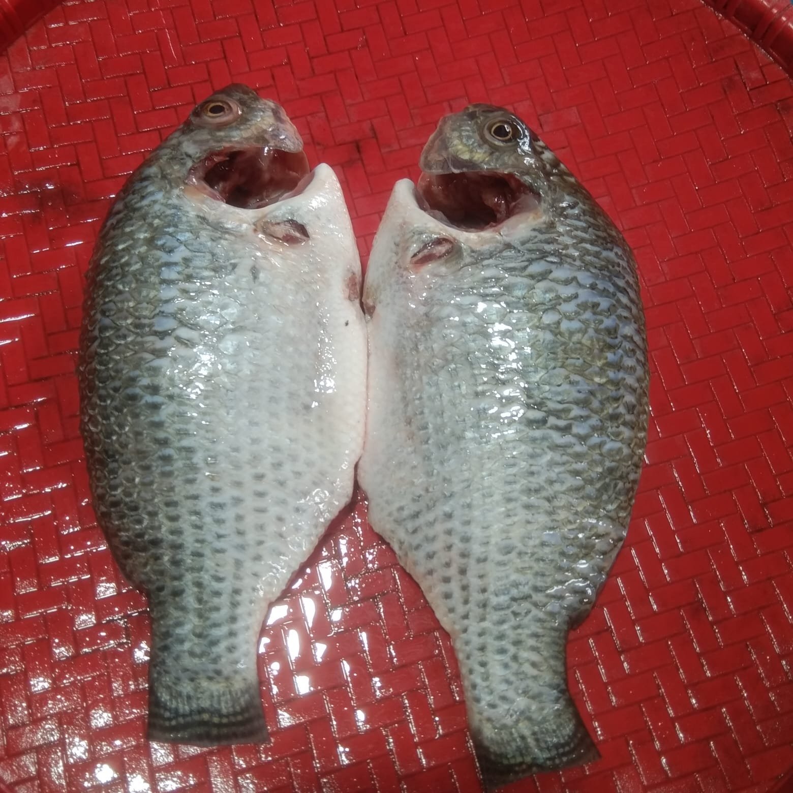 Farmed Telapiya 2-3pcs.(1kg).