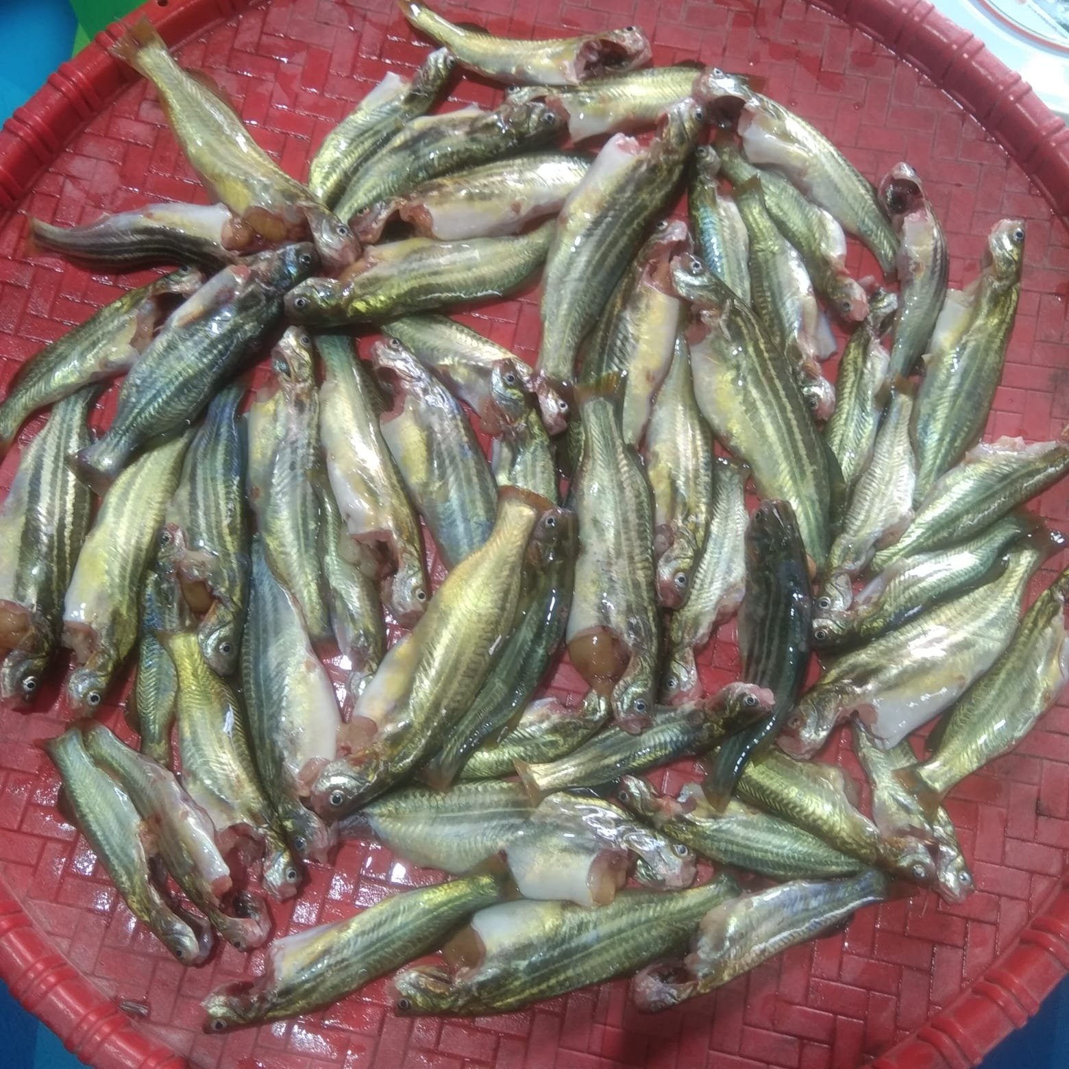 Deshi Tengra Regular Size(Ready-to-Cook)