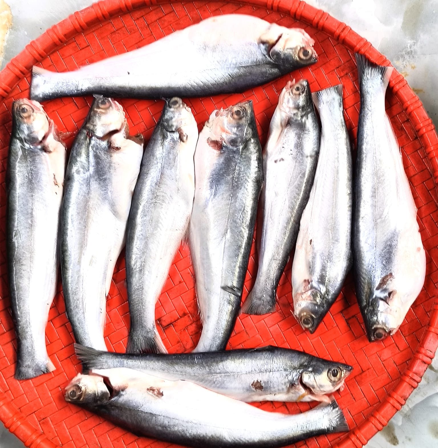 River Bacha Fish Medium(Ready-to-Cook)