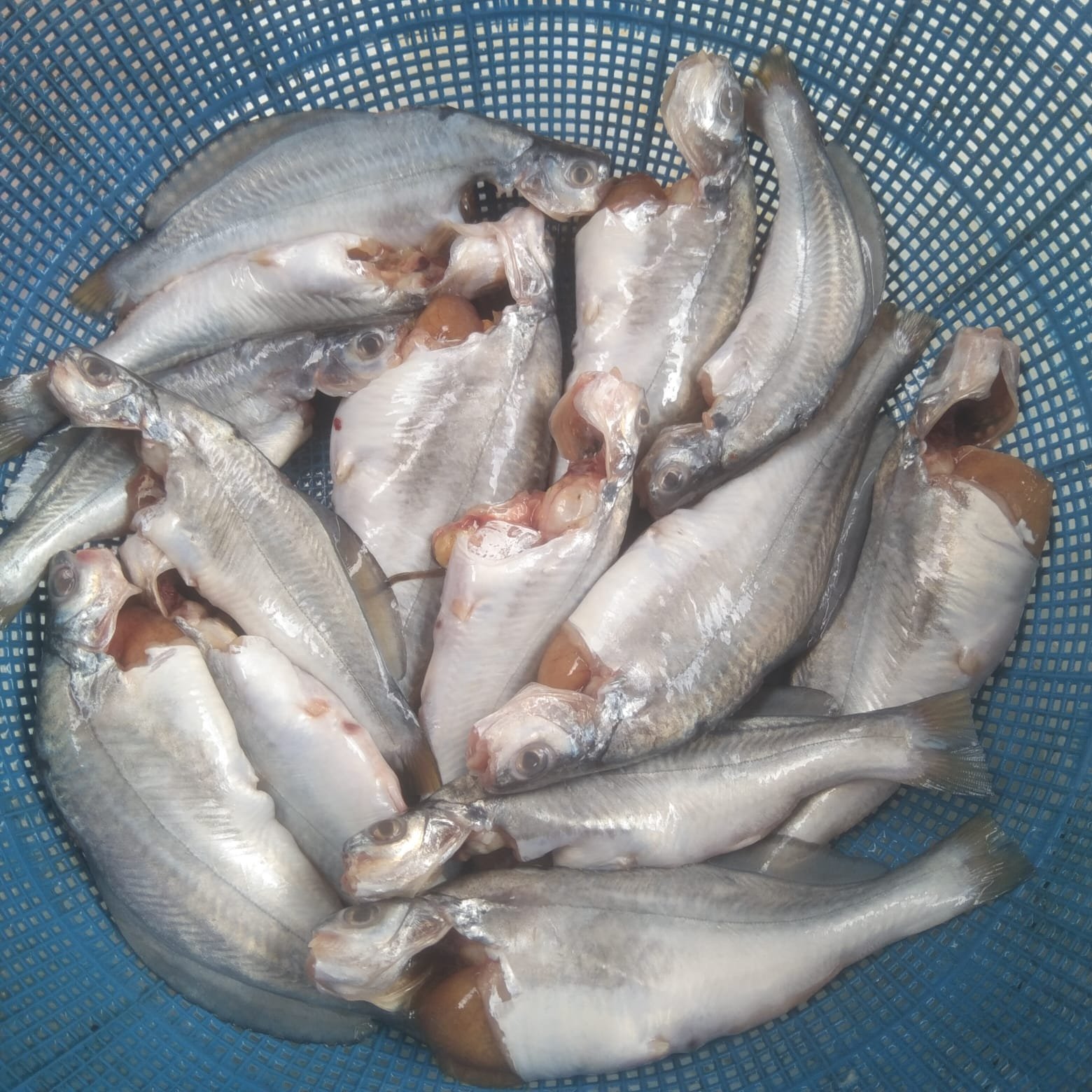 Deshi Golsha Medium (Ready-to-Cook)