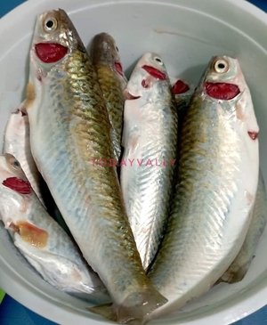 River Tatkini(Ready-to-Cook) - Image 2