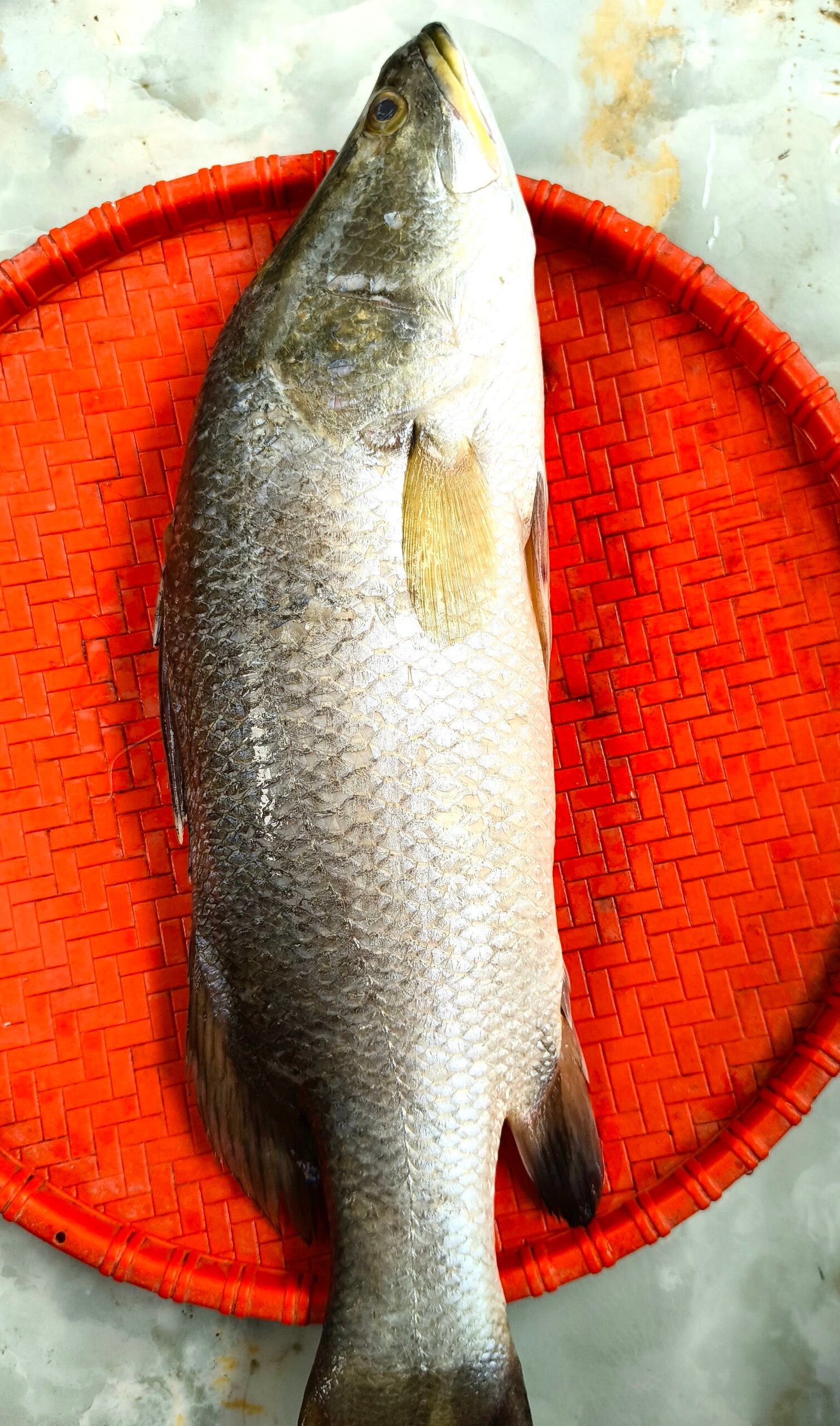 River Koral Fish(1.5kg). - Image 2