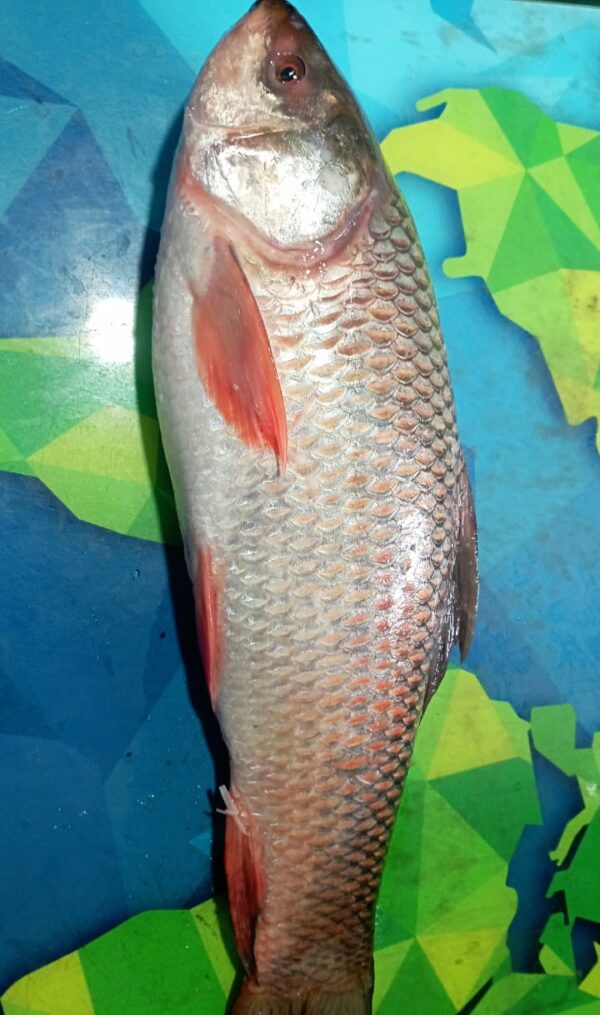 Deshi Rui Fish 3kg(Ready-to-Cook)