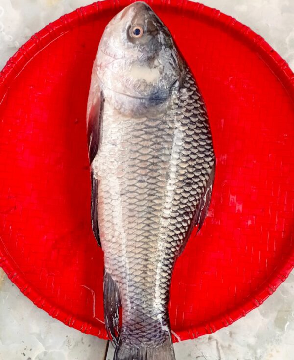Deshi Katla Fish (1.5kg).