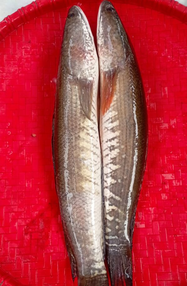 Deshi Shol Fish 2pcs 1kg(Ready-to-Cook)
