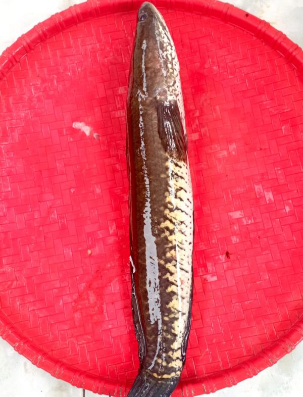 Deshi Shol Fish 1pcs 1kg(Ready-to-Cook)