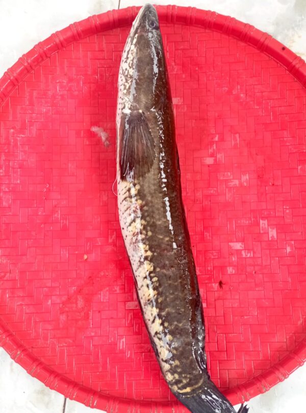 Deshi Shol Fish 1pcs 500gm(Ready-to-Cook)