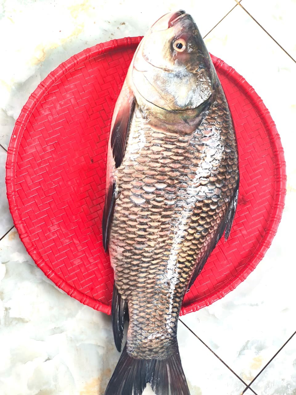 Deshi Katla Fish (3kg). - Image 2