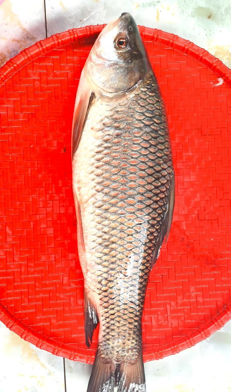 River Rui Fish 1.5kg(Ready-to-Cook) - Image 2