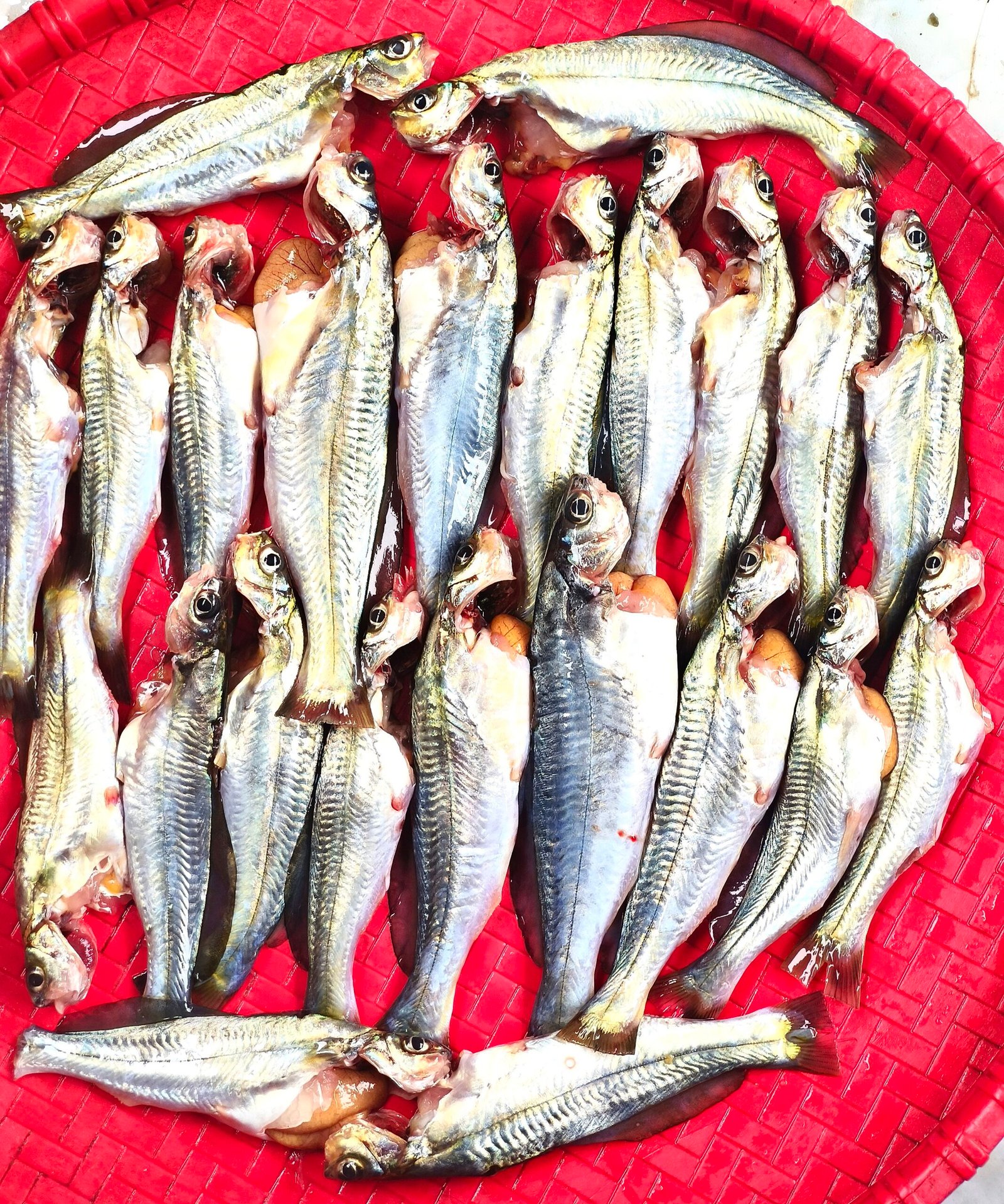 Deshi Golsha Premium (Ready-to-Cook)