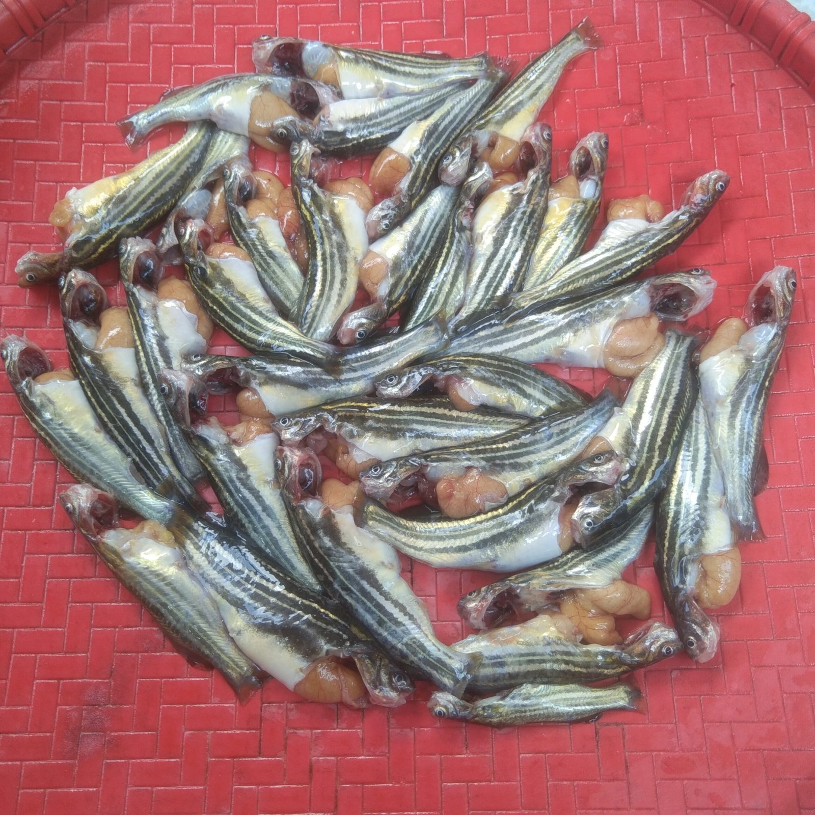 Deshi Tengra Premium Size(Ready-to-Cook)