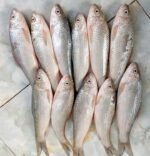 Farmed Bata Fish(Ready-to-Cook) - Image 2