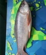 River Rui Fish 2kg(Ready-to-Cook) - Image 2