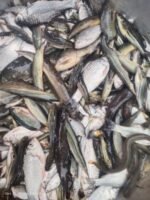 Biler Mixed Fish(Ready-to-Cook) - Image 5