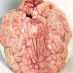 Beef Brain
