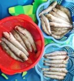 River Bele Fish 7-10pcs(Ready-to-Cook) - Image 4