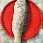 River Koral Fish(2.5kg).