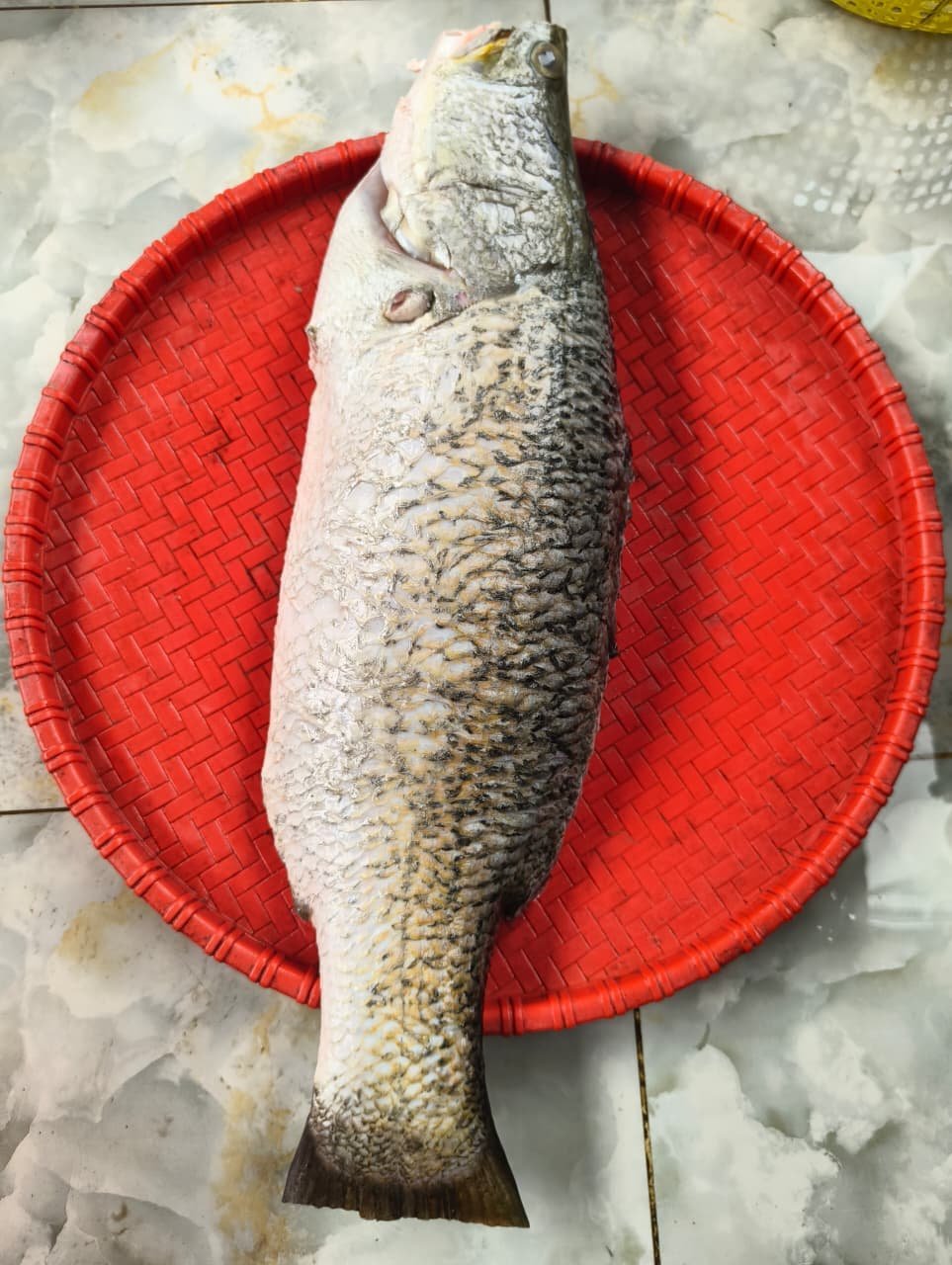 Koralliveaf2kg.jpg River Koral Fish(2.5kg). - Image 1
