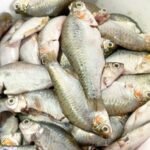 Deshi Puti Medium(Ready-to-Cook) - Image 3