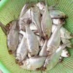 River Chapila(Ready-to-Cook)