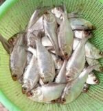 River Chapila(Ready-to-Cook)